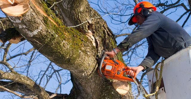 How to Choose the Right Tree Removal Services for Your Property