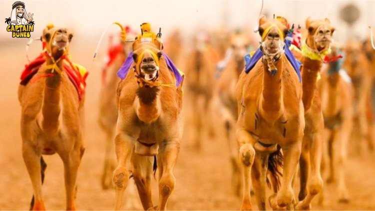 The Thrilling Experience of Visiting a Camel Race Track in Dubai